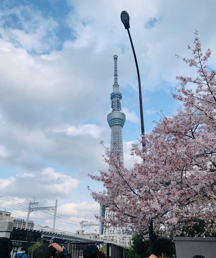 お花見シーズンに隅田川から見たスカイツリー